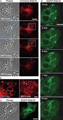 Rab10-Positive Tubular Structures Represent a Novel Endocytic Pathway That Diverges From Canonical Macropinocytosis in RAW264 Macrophages